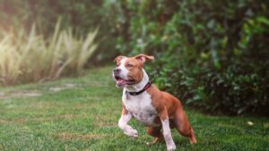 American Staffordshire Terriers