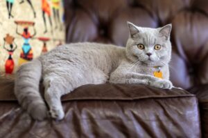 British Shorthair cats